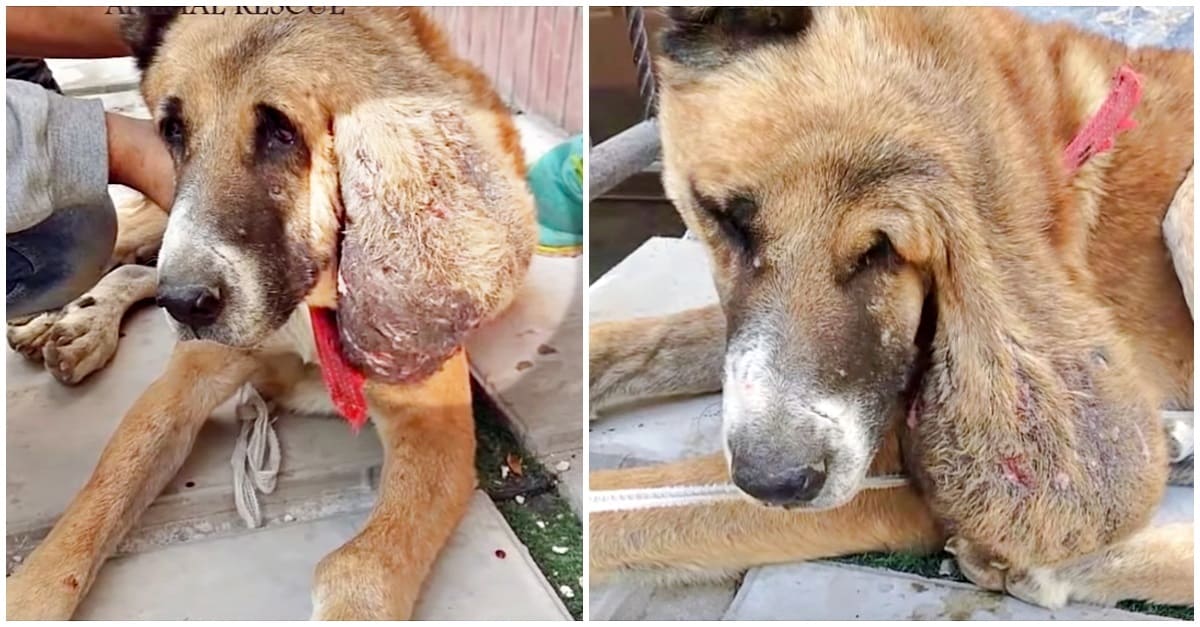 Cão com tumor foi encontrado abandonado – ele estava deitado, em agonia, esperando por ajuda