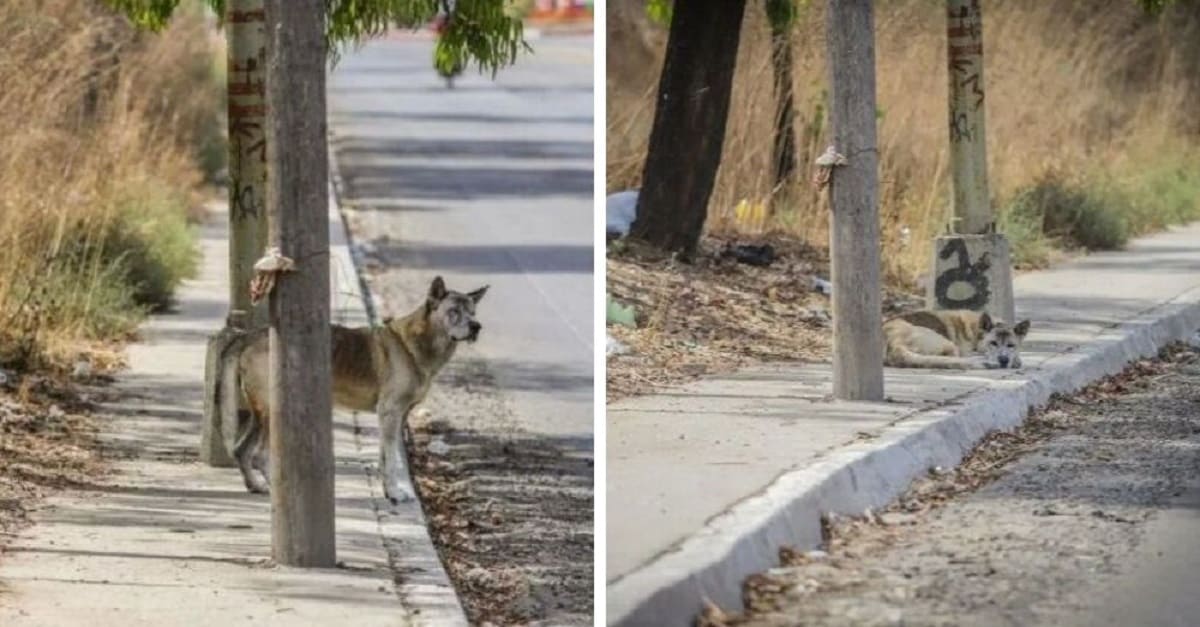 Novo “Hachiko” – Cão permanece no mesmo lugar, em uma rua, esperando que o dono volte