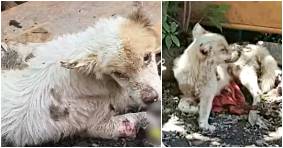 Cachorro idoso sobreviveu a uma vida de crueldade, felizmente uma pessoa gentil o salvou