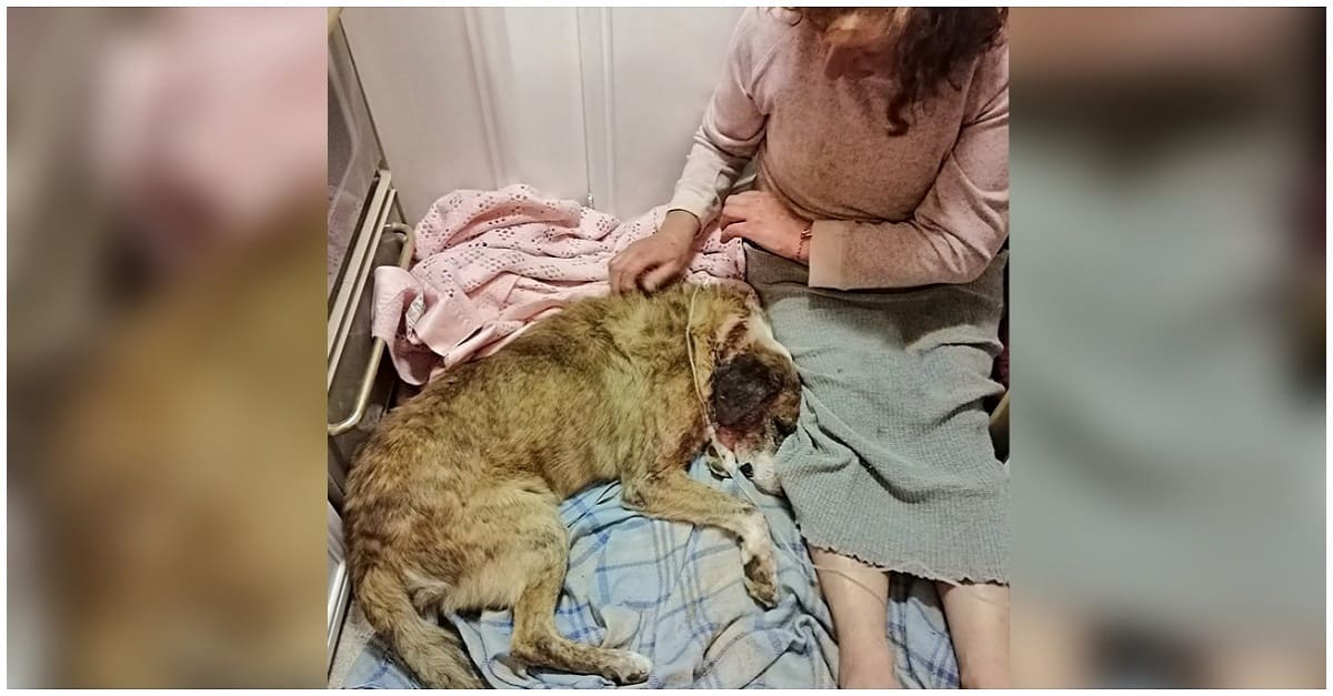 Mulher se muda para um abrigo para consolar cães agredidos que sobreviveram a pesadelos