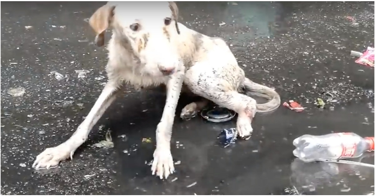 Ferido, perdido, incapaz de se mover, cão uivou em uma poça suja até ser resgatado
