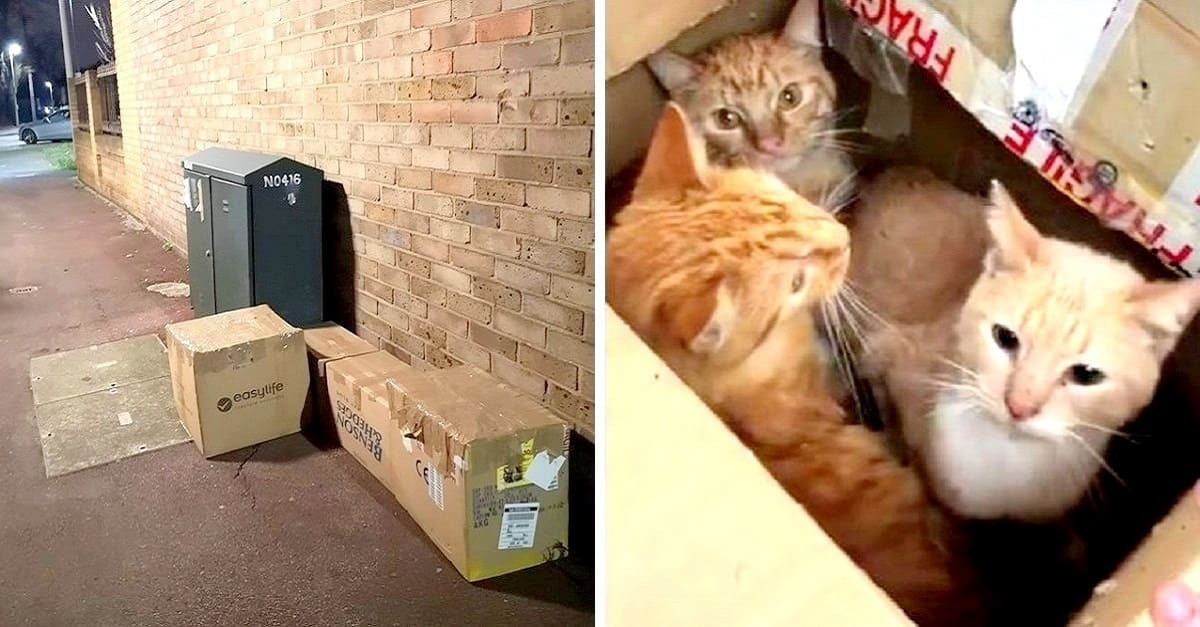 11 gatos são encontrados abandonados em caixas lacradas com fitas e sem passagem para o ar