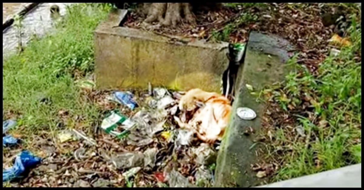 Cachorro com sarna avançada é encontrado deitado e abandonado em uma pilha de lixo com formigas sobre sua pele