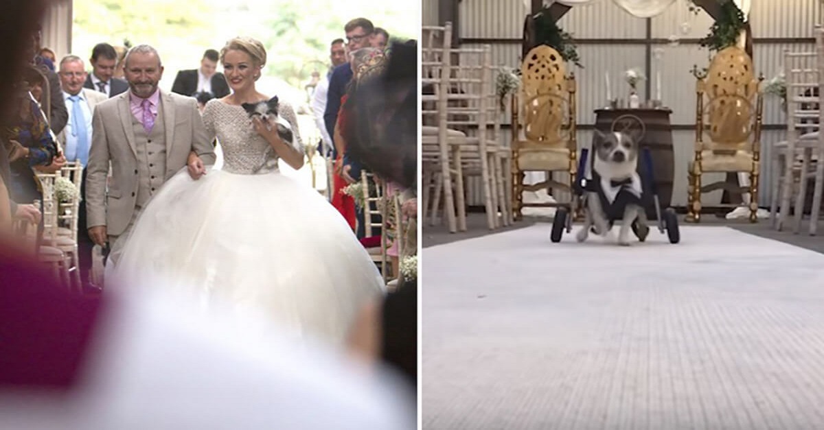 Noiva leva para seu casamento os 8 cães com deficiência que resgatou