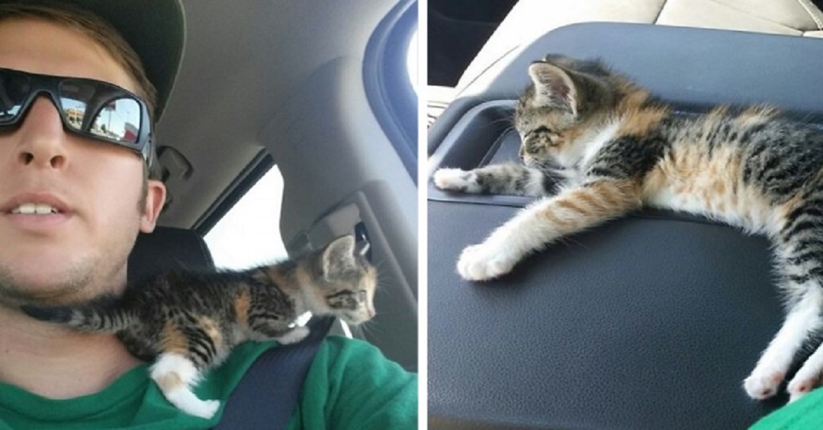Caminhoneiro salva gatinha abandonada em estrada