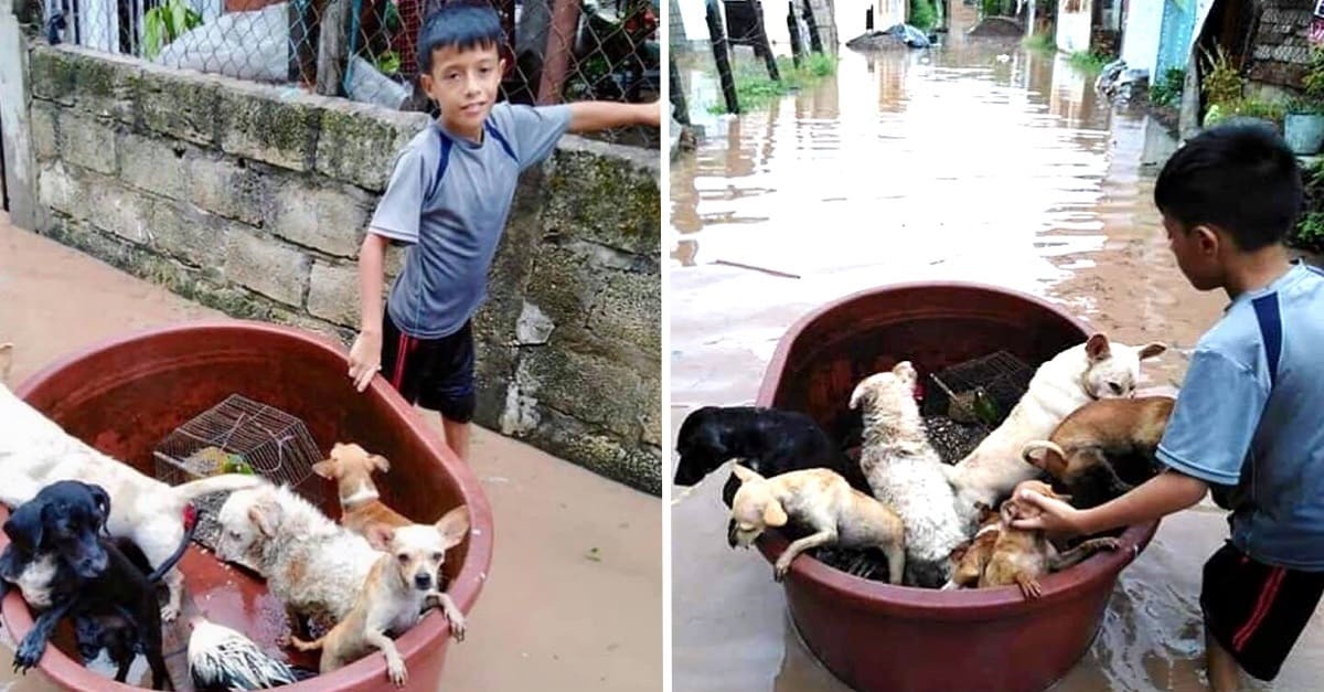 Menino de 10 anos usou um grande balde de plástico para salvar animais de uma inundação