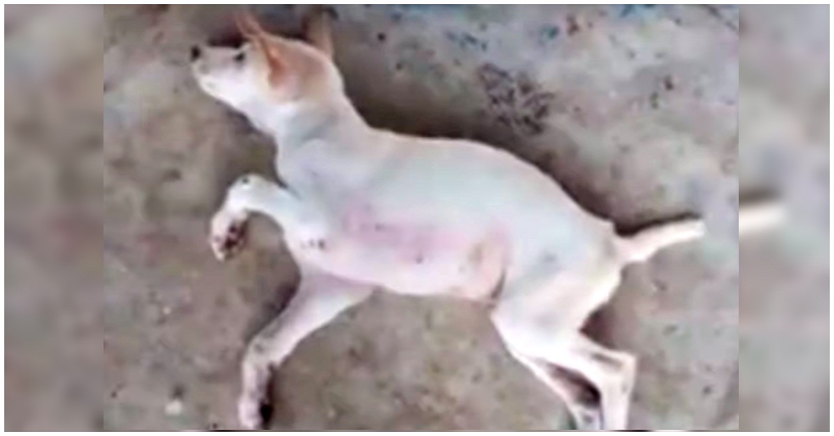 Cachorro moribundo deitado na rua, foi ignorado como se não existisse, até que um grupo de resgate o salvou