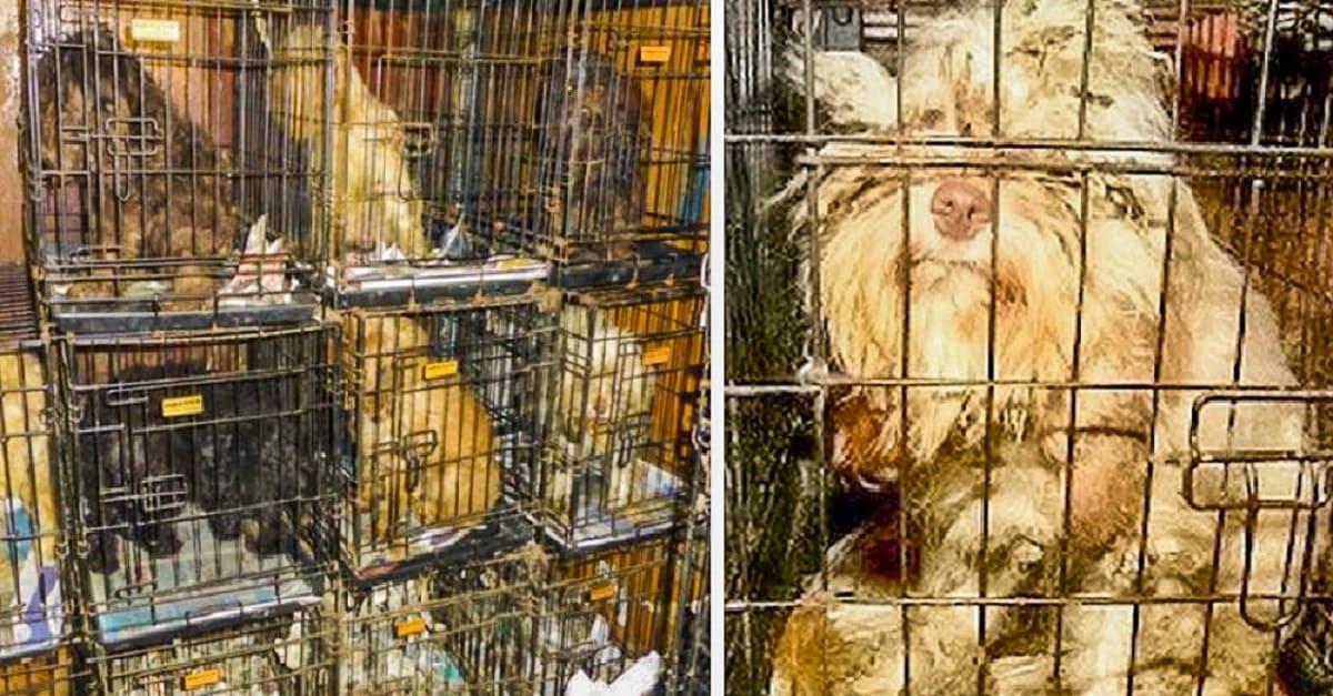 Equipe de resgate salva 54 cães que viviam em gaiolas