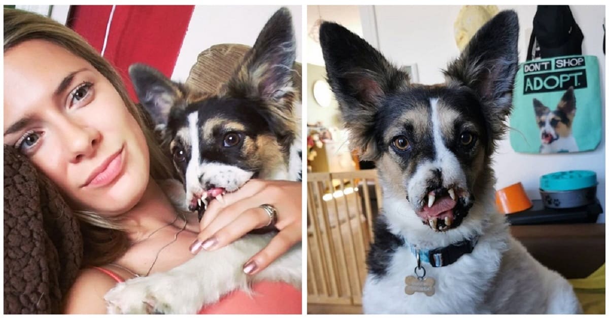 Após anos sendo rejeitada por sua aparência, cadela finalmente é adotada