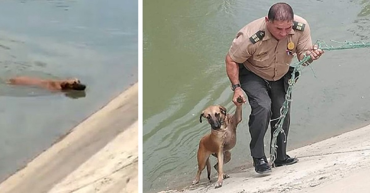 Policial salva cachorro que não conseguia sair de um canal