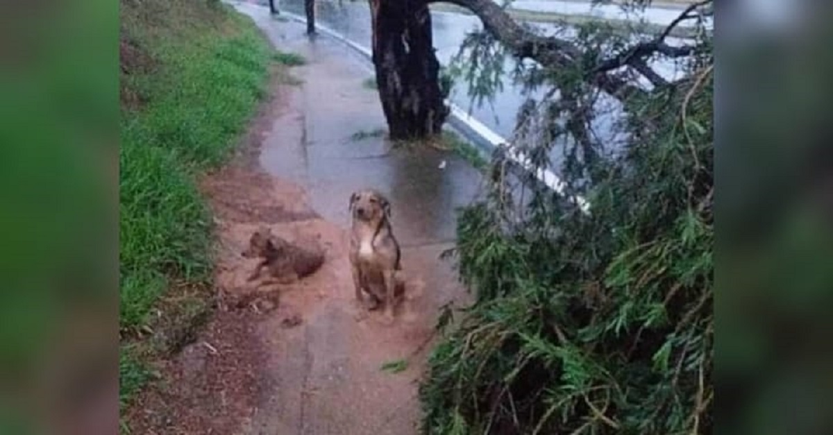 Cão cuida de amigo machucado durante temporal em Sorocaba