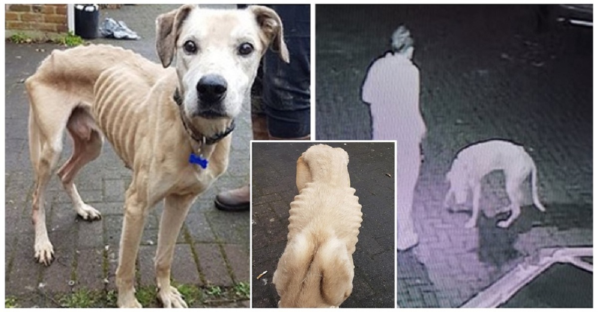 Cão severamente magro é abandonado em frente a um abrigo
