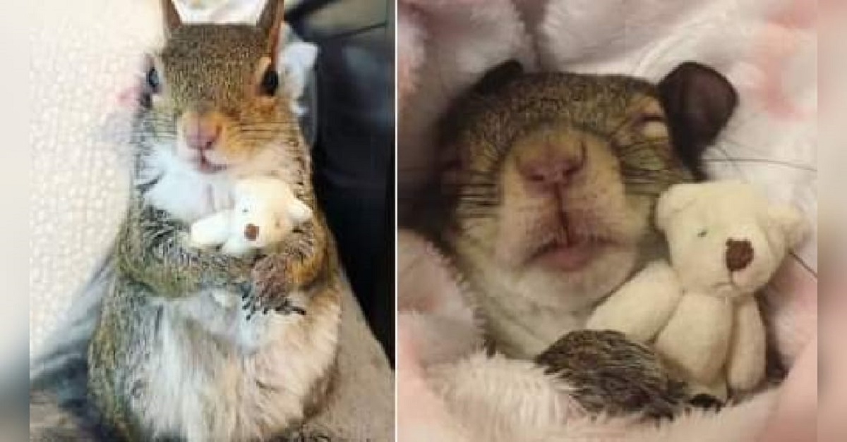 Esquilo resgatado só dorme com um apoio emocional, que é um ursinho de pelúcia