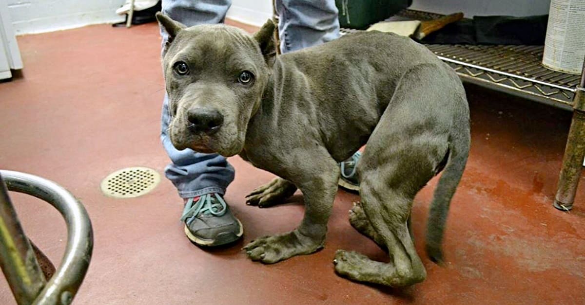 Cão ficou com o corpo todo torto após ser obrigado passar 2 anos preso em uma gaiola