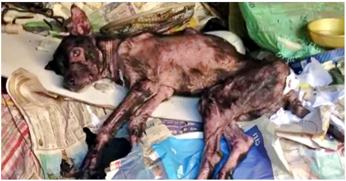 Perto de morrer, cão doente se escondeu em casa abandonada e foi resgatado