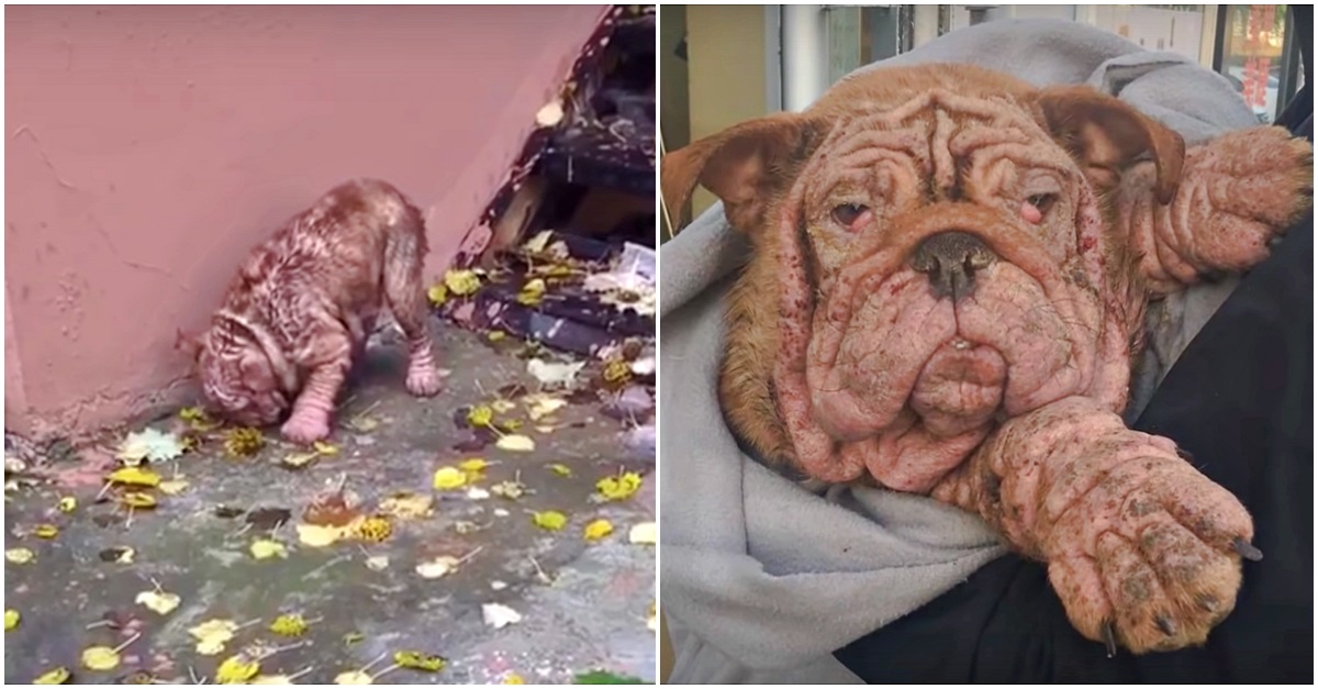 Cachorro abandonado teve que comer folhas para sobreviver