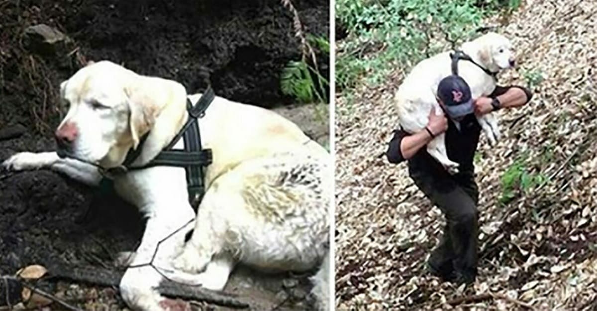 Cão cego é resgatado após 1 semana sozinho na floresta