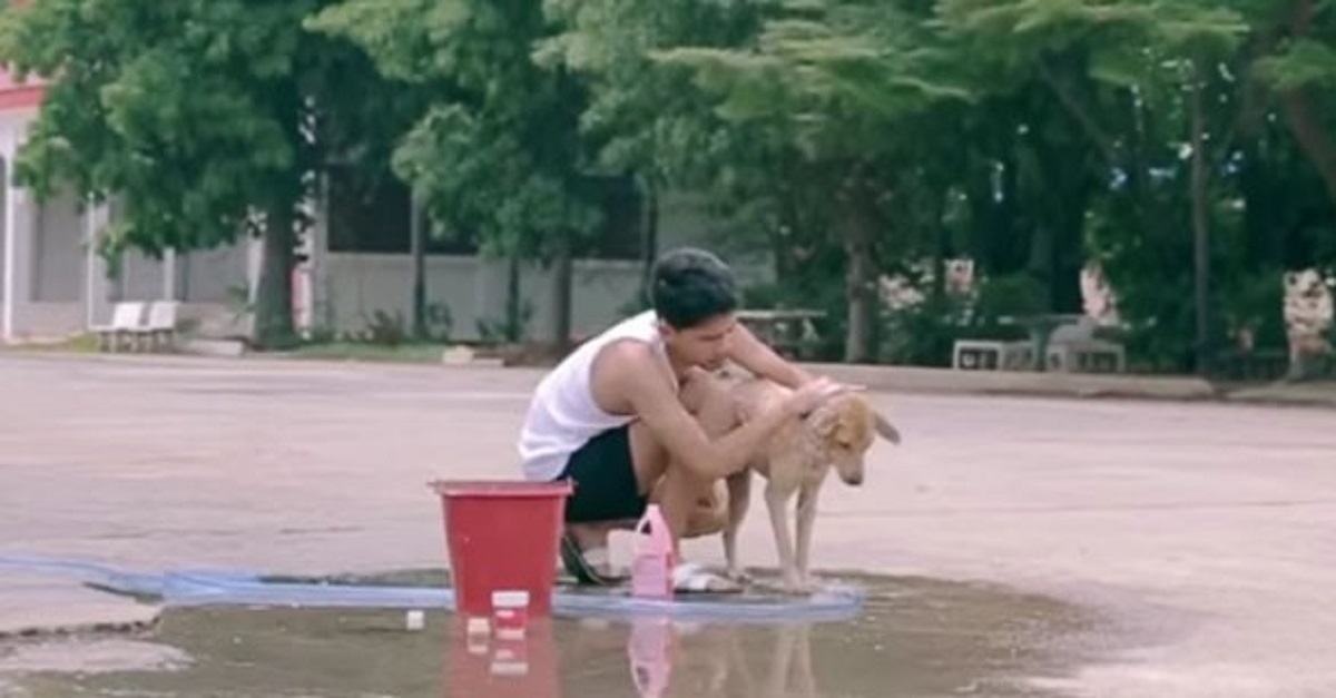 Jovem tailandês dá banhos em cães que vivem nas ruas por pura bondade