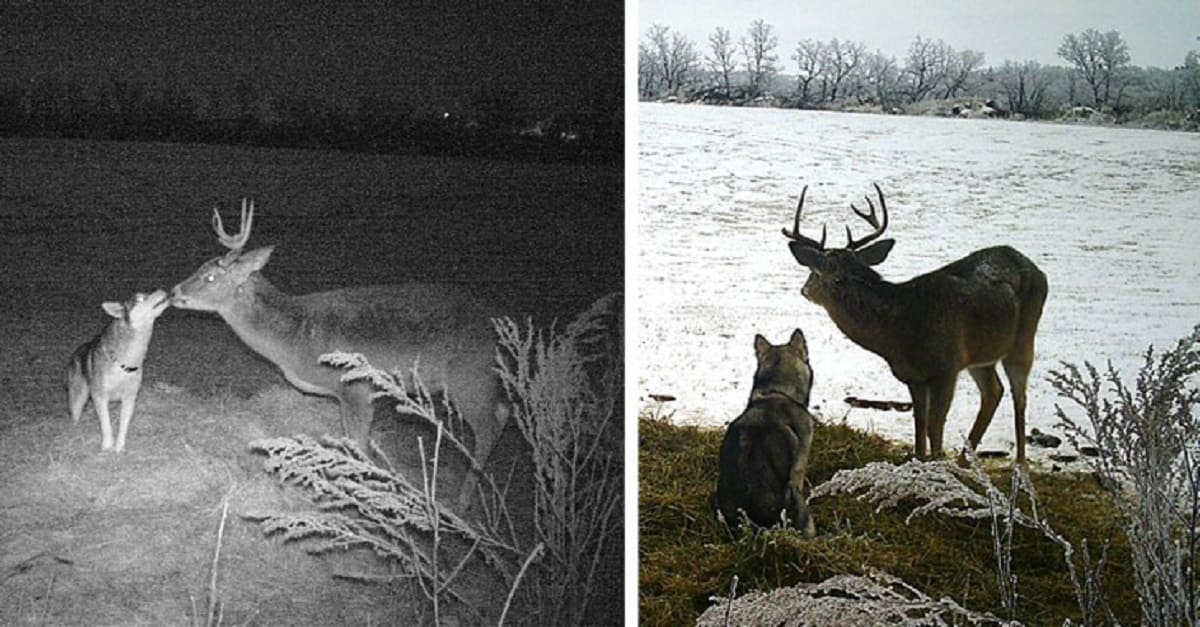 Cachorro fugiu de casa para passar dois dias com o seu amigo cervo