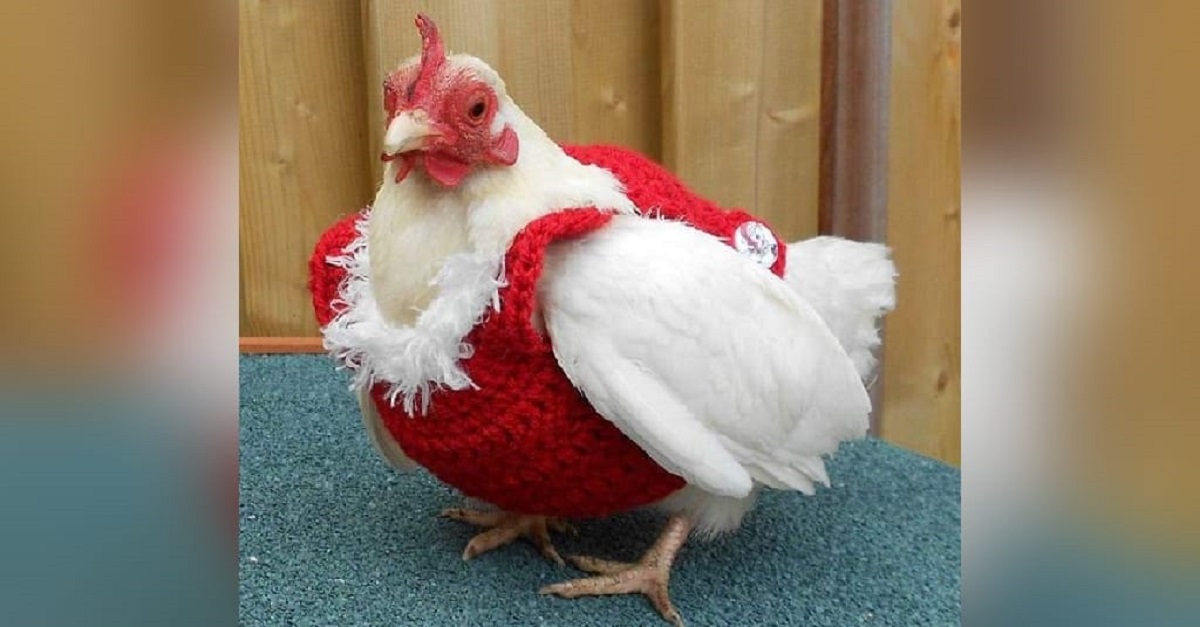 Loja vende roupas de Natal feitas especialmente para galinhas