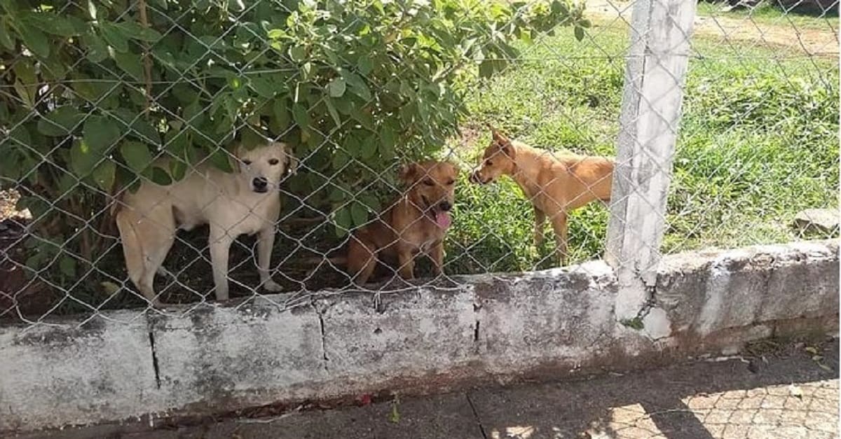 Supermercado resgata 8 cães das ruas e oferece cuidados até serem adotados