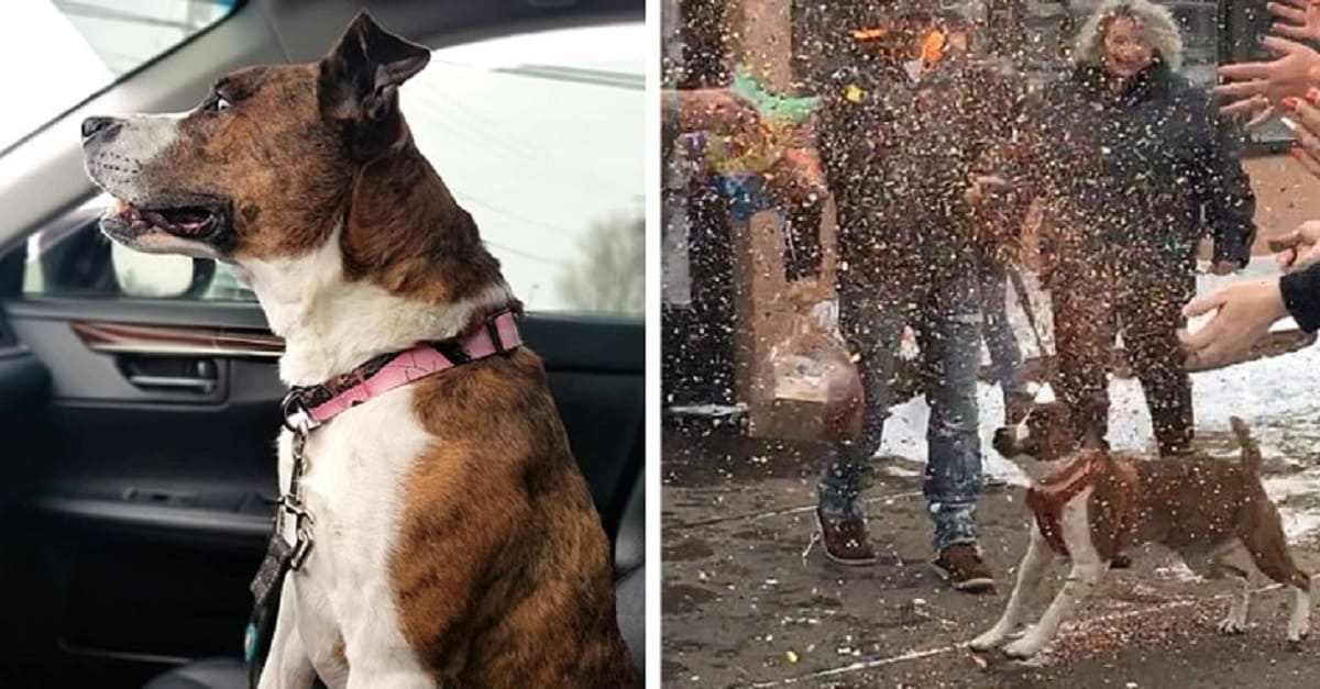 Cadela é adotada após passar 500 dias em um abrigo e ganha uma grande festa de despedida