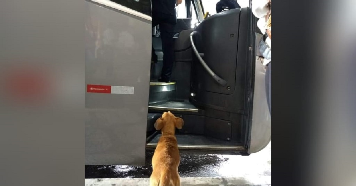 Cadela abandonada procura donos nos ônibus que chegam à rodoviária em Santos