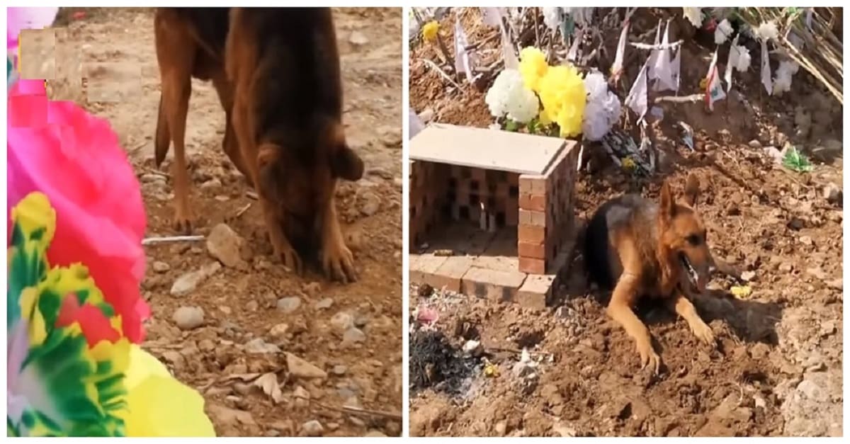 Desolado, cão tenta desenterrar dono que morreu