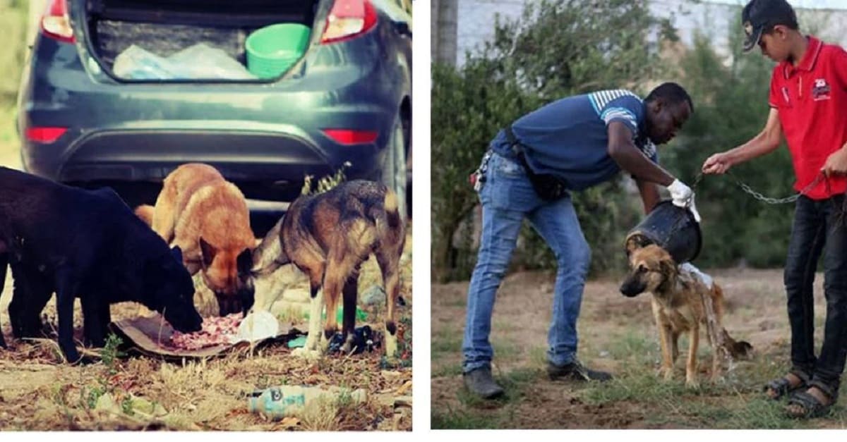 Homem dedica sua vida salvando cães abandonados  na Faixa de Gaza