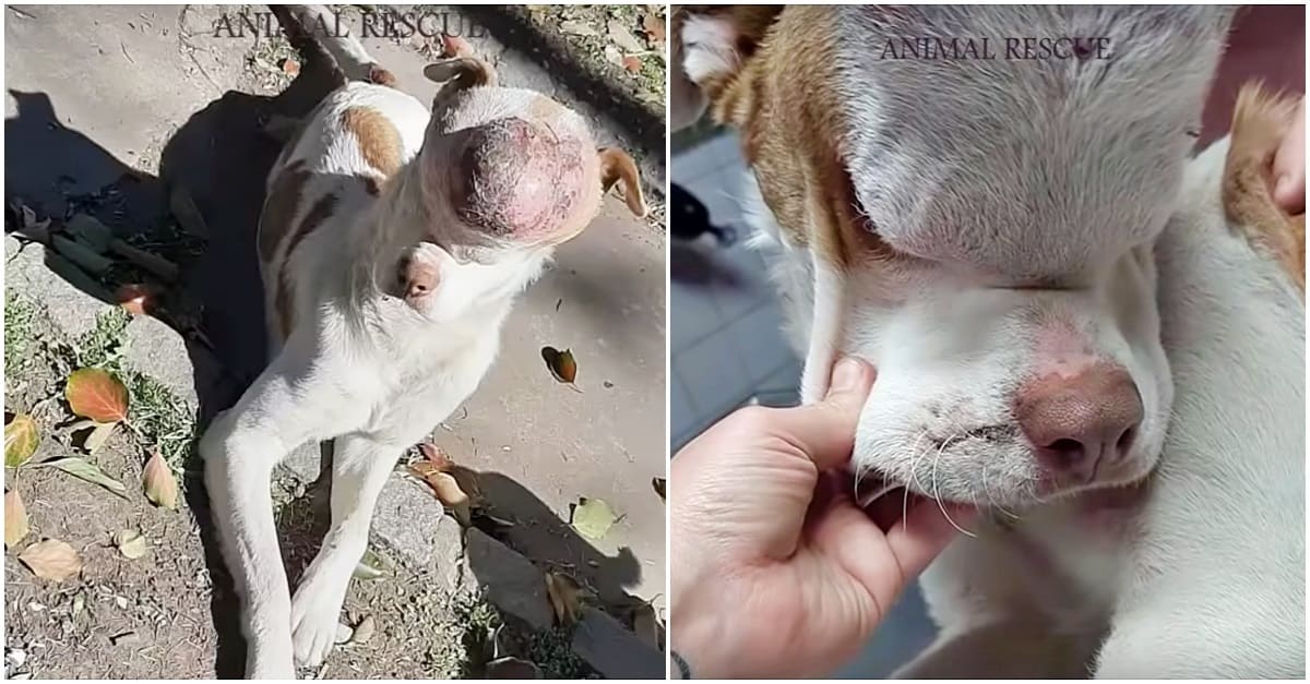 Com tumor enorme na cabeça, cão era negligenciado por dono