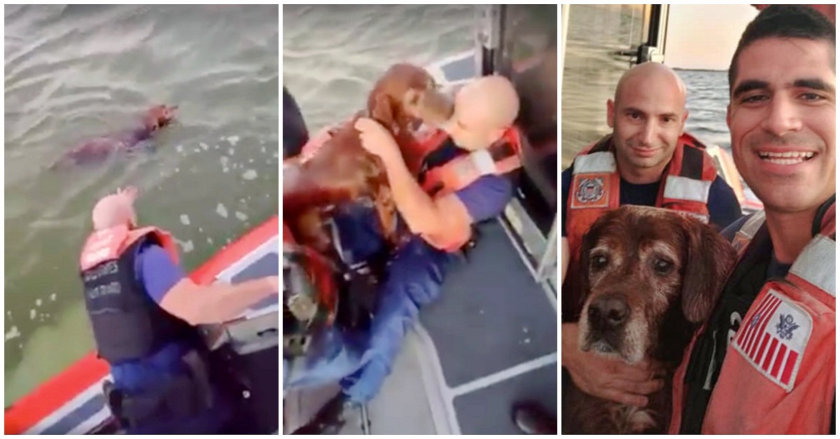 Guarda costeira salva cão idoso de dentro do mar agitado