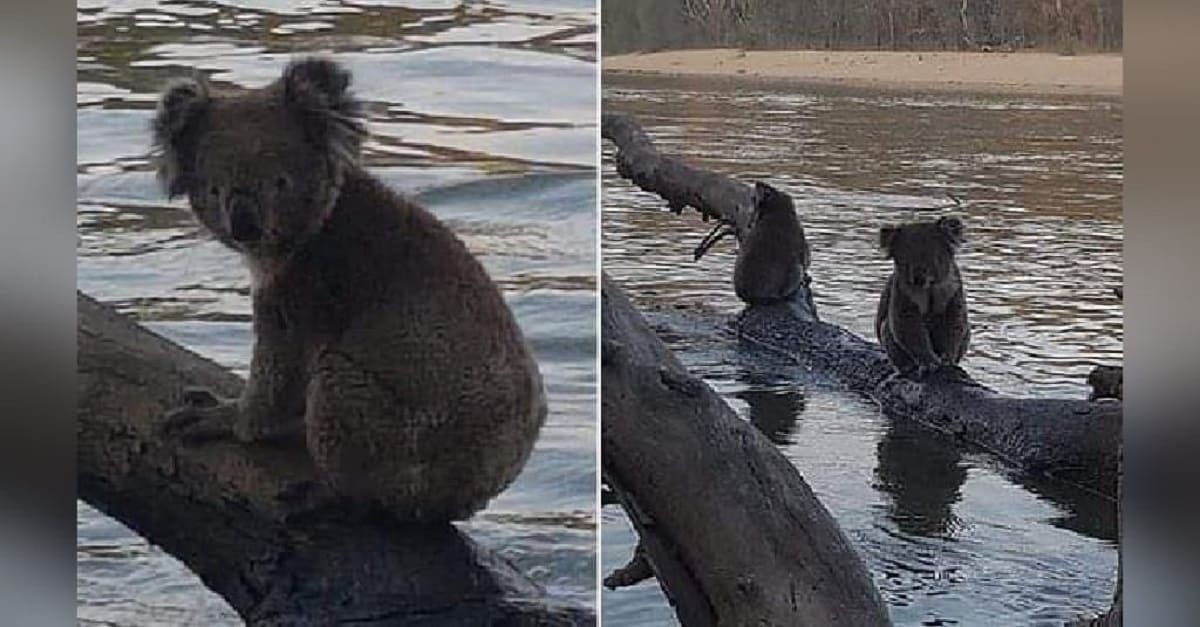 Para fugir dos incêndios, coalas buscam refúgio em rio