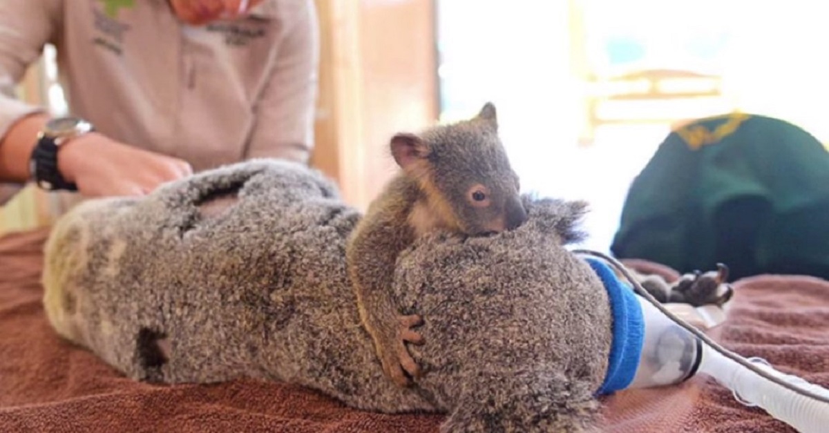 Bebê coala abraça sua mãe durante uma cirurgia para não deixá-la sozinha