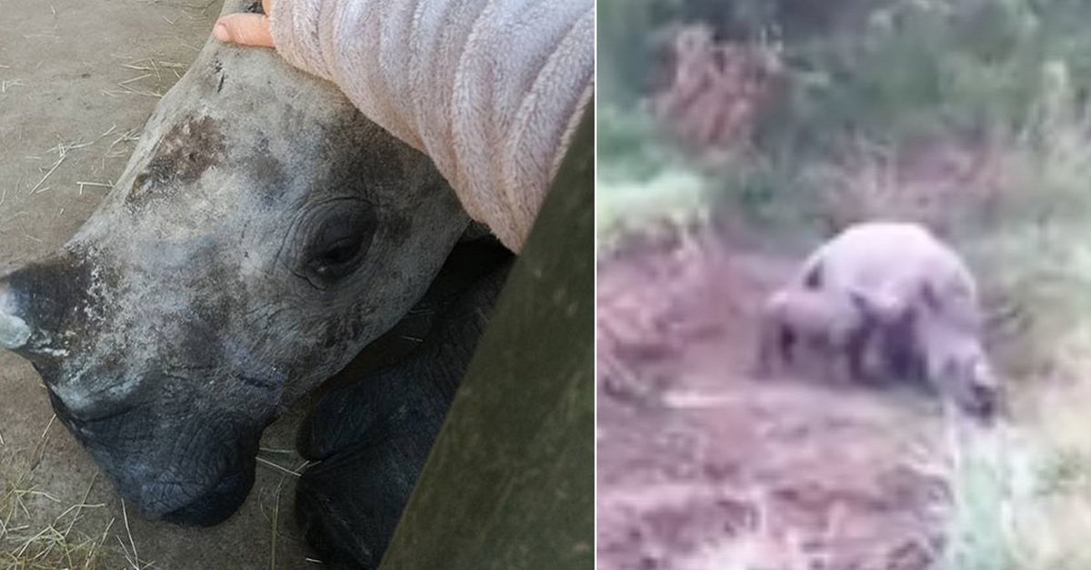 Rinoceronte bebê chora depois que sua mãe foi morta por caçadores