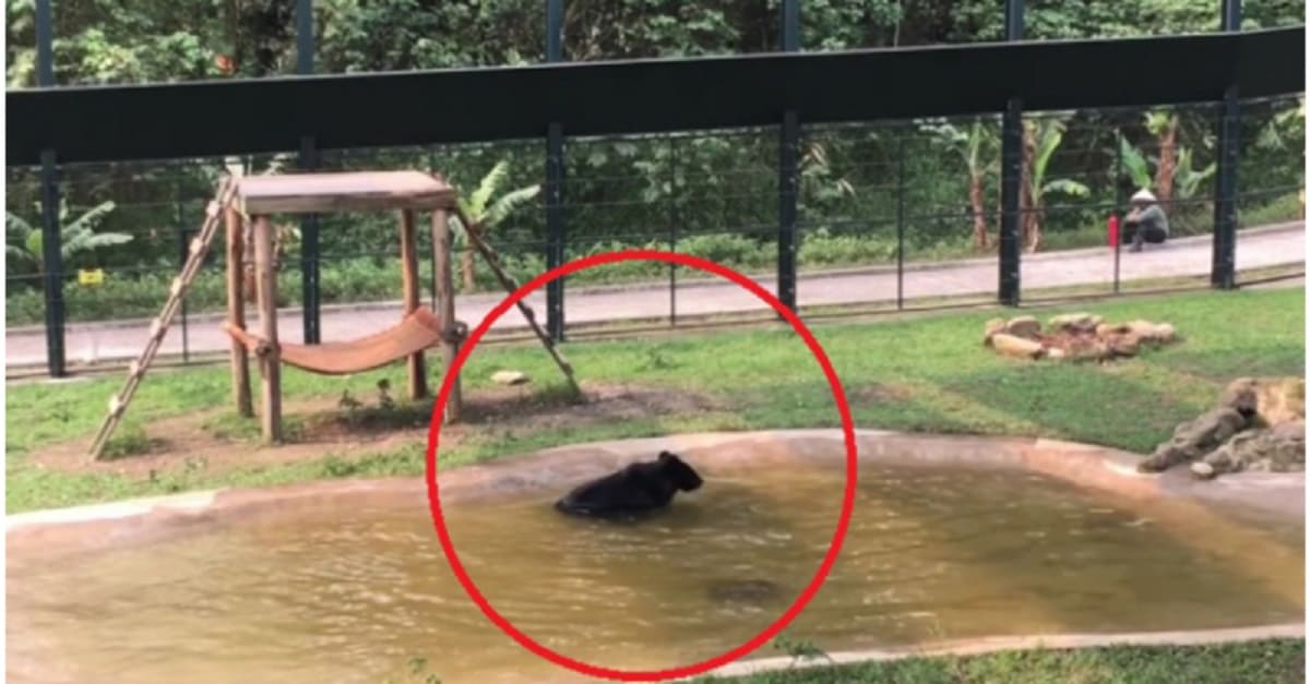 Após viver 9 anos preso, urso é resgatado e brinca em lago para comemorar sua liberdade