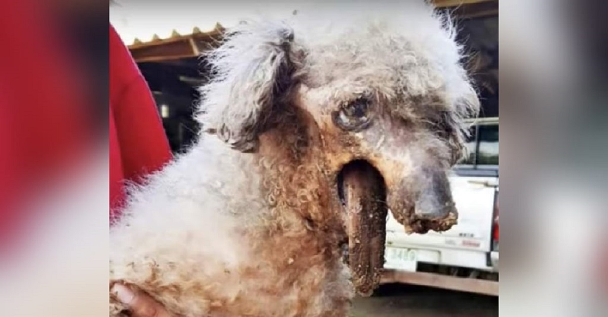 Cão abandonado é encontrado com a mandíbula quebrada após ter sido atropelado e ignorado