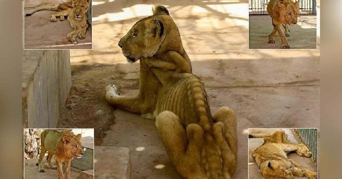 Leões famintos e doentes com as costelas salientes são vistos em zoológico no Sudão