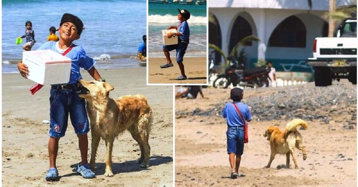 Menino vende sorvete na praia para comer e seu cachorro nunca se separa dele