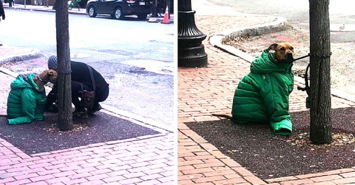 Mulher dá para cão seu próprio casaco para que ele fique aquecido enquanto a espera na calçada