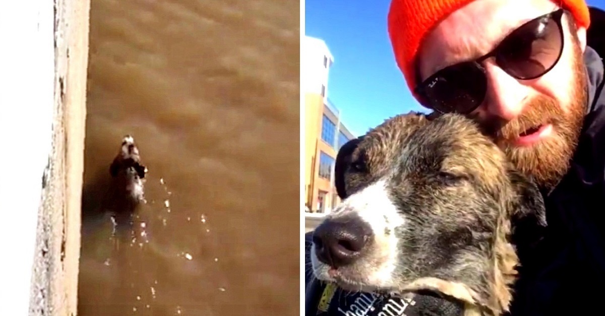 Homem arrisca sua vida para salvar cão que estava se afogando em rio congelante
