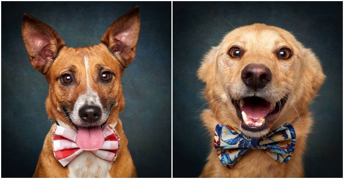 Fotógrafo transforma cães de abrigos em modelos para promover adoção