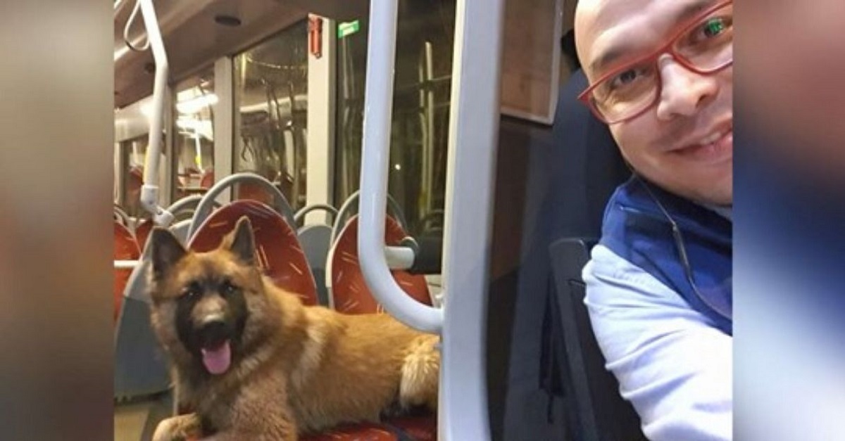 Motorista de ônibus dá carona para cachorro perdido e o ajuda voltar pra casa