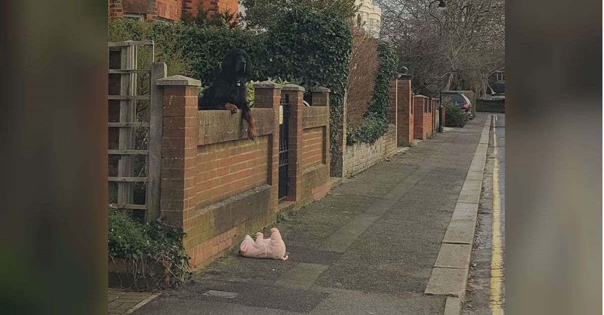Mulher para seu carro para ajudar cão que deixou seu brinquedo cair por cima do muro na calçada