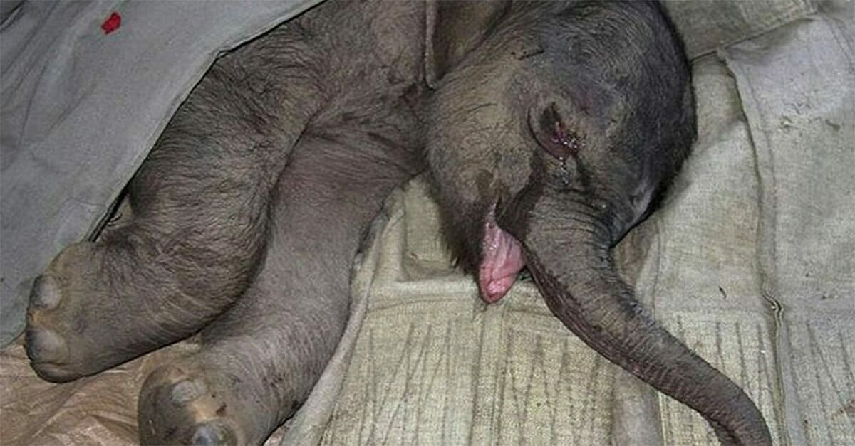 Bebê elefante chora por 5 horas após ser separado da mãe