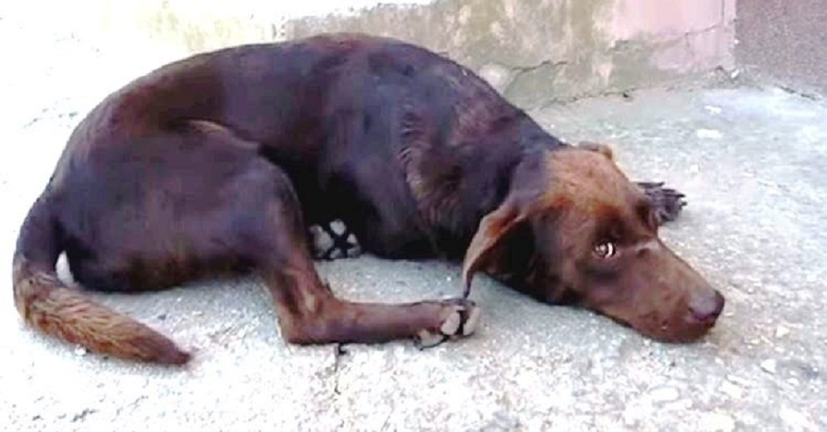 Cão de rua deita todos os dias no mesmo lugar esperando ser adotado