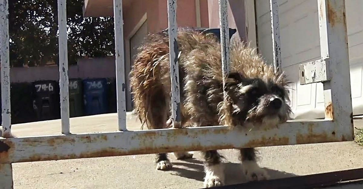 Cão abandonado olhava pelas grades do portão esperando que alguém o ajudasse