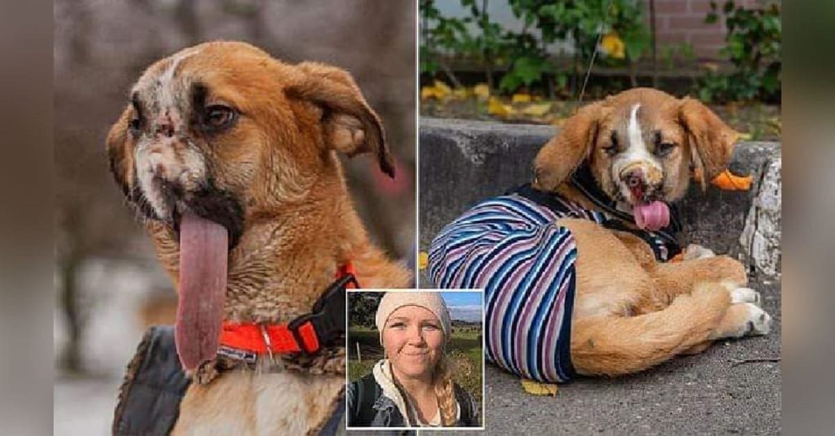 Cão que perdeu o focinho depois de ser maltratado foi adotado e é amado incondicionalmente
