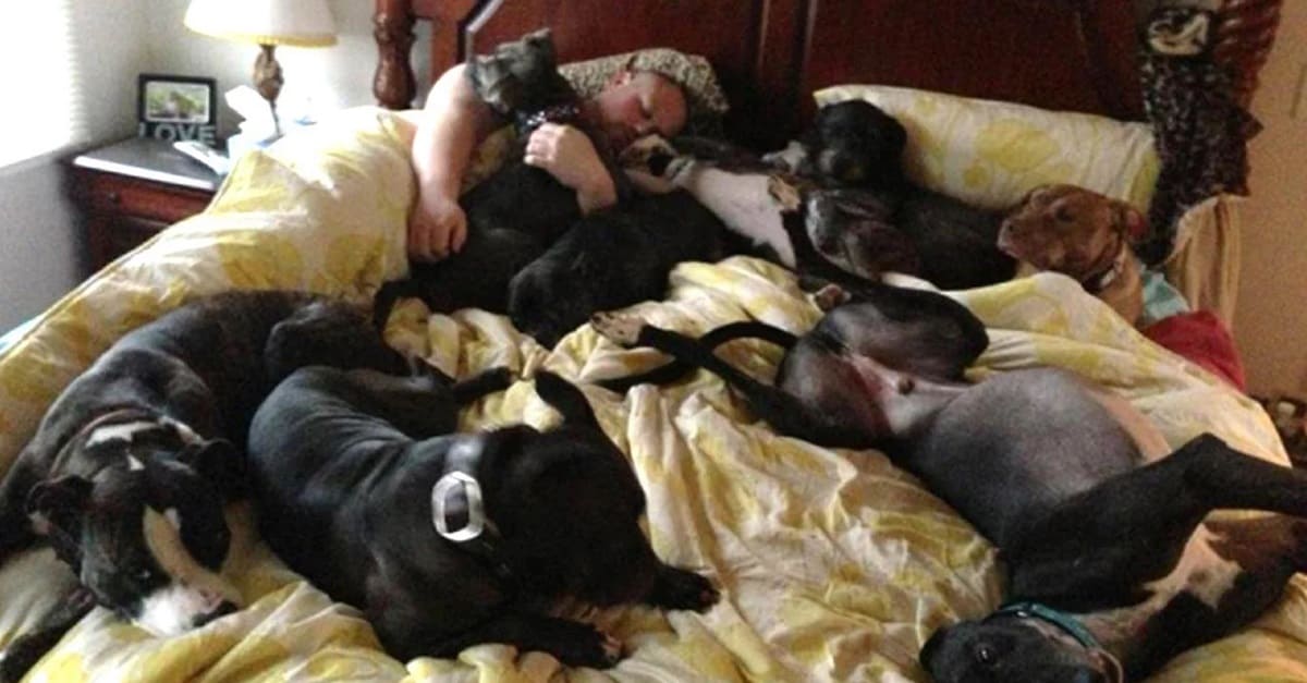 Casal com 8 cães resgatados constrói cama gigante para dormirem todos juntos