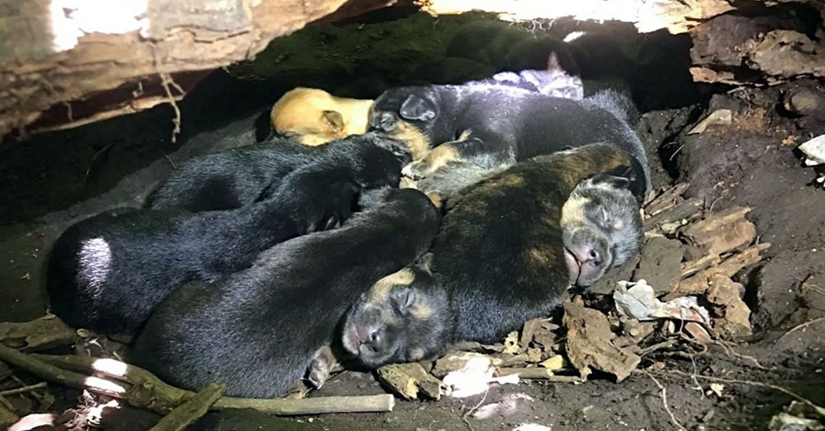 Apesar de sua perna machucada, cadela levou os seus 13 filhotes para um esconderijo seguro