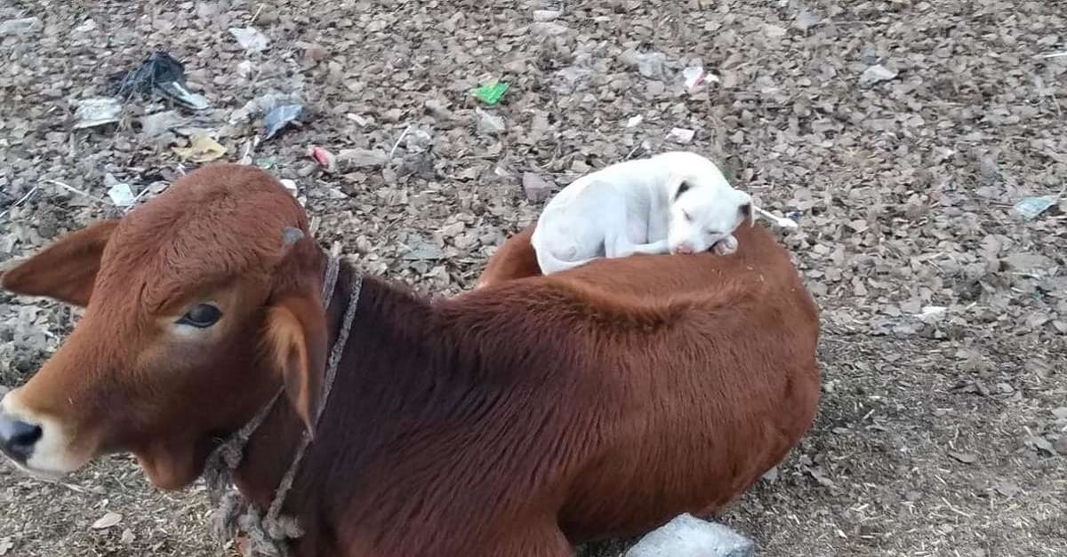 Cão vê vaca tirando uma soneca e decide participar deitando em cima dela